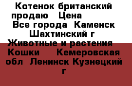 Котенок британский продаю › Цена ­ 3 000 - Все города, Каменск-Шахтинский г. Животные и растения » Кошки   . Кемеровская обл.,Ленинск-Кузнецкий г.